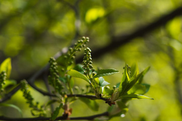 First fresh green leaves of tree