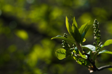 Obraz premium First fresh green leaves of tree