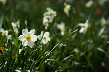 Flower of white daffodils on blurred background