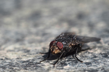 Fly in macro with big red eyes