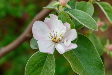  Quince Spring Blossom Close Up