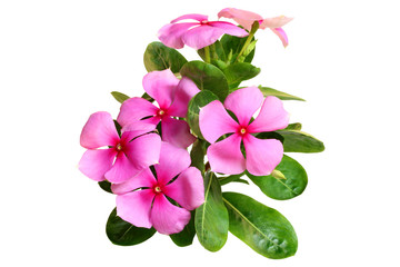 catharanthus roseus flower isolated on white background