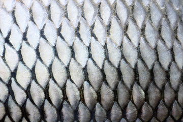 Fish scales skin textured pattern. Macro view © modify260