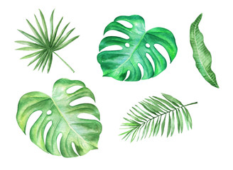 Watercolor tropical leaves. Isolated over white background.