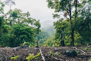 Cream Track Springbrook Gold Coast hinterland
