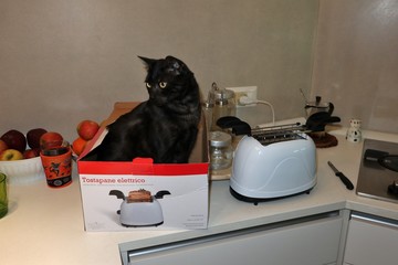 Gatto nello scatolo del tostapane