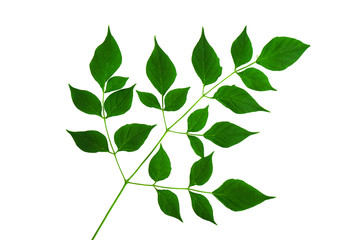 leaves isolated on white background