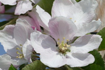 Apfelbaumblüte Makro in weiss