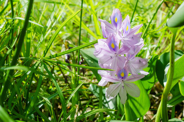 Water Hyacinth Flower (or Eichhornia Crassipes is botanical name) is Bloom In Sunlight On Summer Season.
