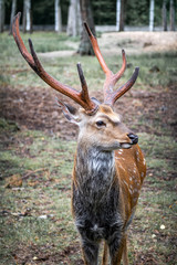 Deer in Belovezhskaya Pushcha. Belarus.