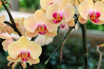 Naklejka na ściany i meble Beautiful yellow orchid flowers in the garden