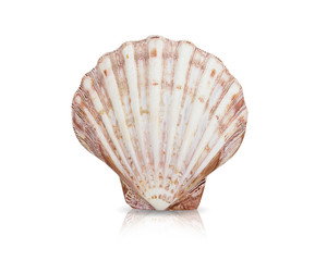 Shell isolated on white background.This has clipping path.  