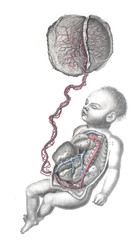 The connection of the baby with the uterus in the old book The Atlas of Human Anatomy, by K.E....