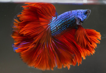 Betta Blue Red Rose Tail Halfmoon HM Male or Plakat Fighting Fish Splendens.