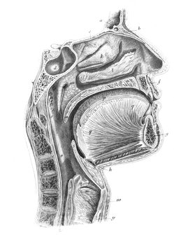 The facial and cervical muscles in profile in the old book The Atlas of Human Anatomy, by K.E. Bock, 1875, St. Petersburg