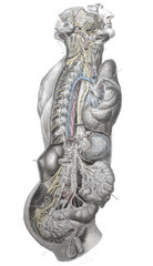The system of human internal organs in horizontal section in the old book The Atlas of Human Anatomy, by K.E. Bock, 1875, St. Petersburg