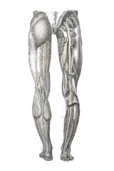 The circulatory system of legs of a man in the old book The Atlas of Human Anatomy, by K.E. Bock, 1875, St. Petersburg