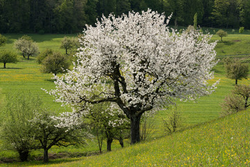 Frühling