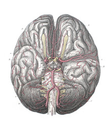 The intestinal circulatory system in the old book The Atlas of Human Anatomy, by K.E. Bock, 1875,...
