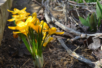 first spring flowers, beautiful yellow crocuses, spring mood