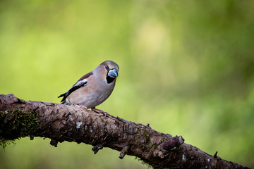 Kernbeisser im frischen Frühlingsgrün - Coccothraustes coccothraustes
