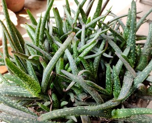 Succulent plant - Gasteria pulchra. Family - Asphodelaceae. Used as ornamental plant.