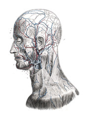 The circulatory system of the head with the neck in profile in the old book The Atlas of Human...