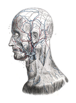 The circulatory system of the head with the neck in profile in the old book The Atlas of Human Anatomy, by K.E. Bock, 1875, St. Petersburg