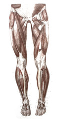 The muscles of legs horizontal section and front view in the old book The Atlas of Human Anatomy, by K.E. Bock, 1875, St. Petersburg