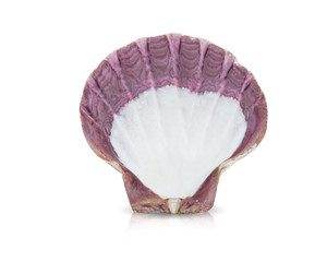 Shell isolated on white background.This has clipping path.  