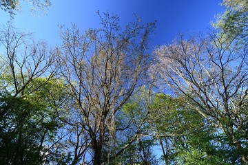 Obraz premium Spring impressions from a park in Berlin Spandau from April 19, 2020, Germany