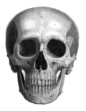 The bones of the sculp front view in the old book The Atlas of Human Anatomy, by K.E. Bock, 1875, St. Petersburg