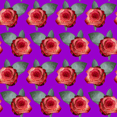 Seamless pattern with pink rose flowers and green leaves on purple background. Endless colorful floral texture. Raster illustration.