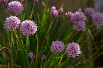 Fototapeta premium Fleurs de ciboulette