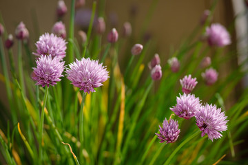 Fototapeta premium Fleurs de ciboulette