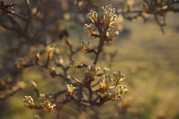 Flowering pear tree branch closeup in spring garden.