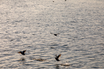 seagulls on the sea