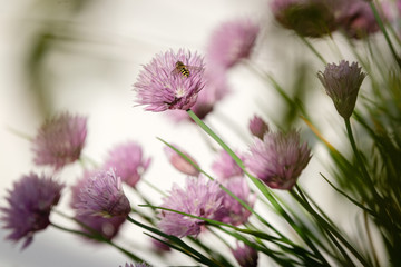 Abeille sur fleurs de ciboulette