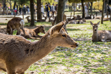 Wild deers walking between historical sights in Nara, Japan