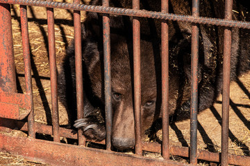 The cage in which the brown bear lives. Bear's eyes on the world from behind the bars.