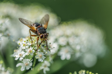 Fliege Pflanzen Insekt
