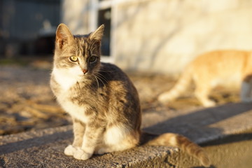 Fototapeta premium Cute ash kitten sitting on the stone floor outdoor. Cat portrait in sunny day.