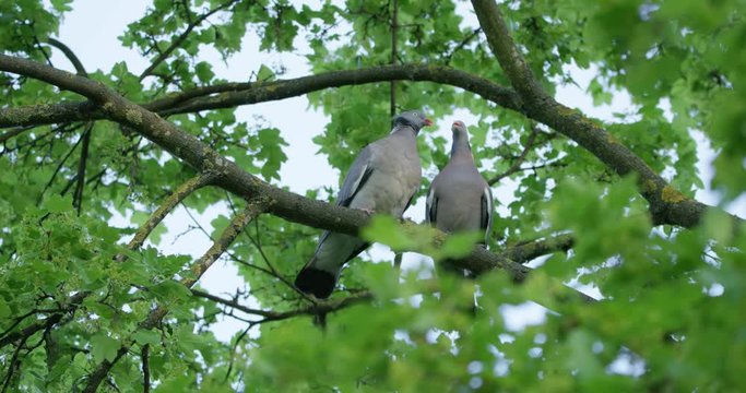 Turtledoves kissing on the tree branch on a beautiful spring day in park. Red camera Helium 8K shot downscaled to 4K.