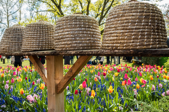 Tulpen Bienenkorb keukenhof