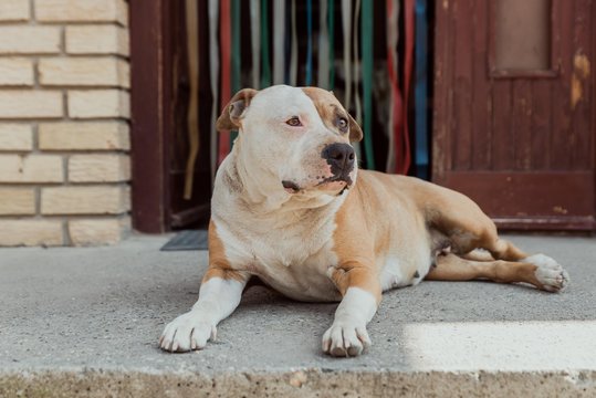 American staffordshire terrier dog isolated. Amstaff dog