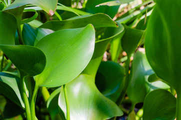 Obraz premium Green Leaf of Water Hyacinth Flower (or Eichhornia Crassipes is botanical name) In Natural Garden.
