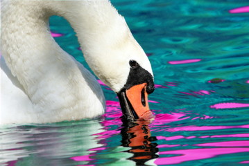 Łabędź © Mariusz