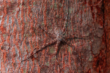 SPIDER ON A TREE TRUNK