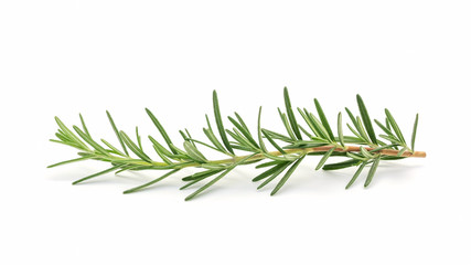 Green rosemary plant on a white background.