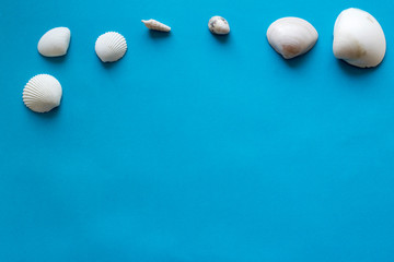 sea shells on a blue background
